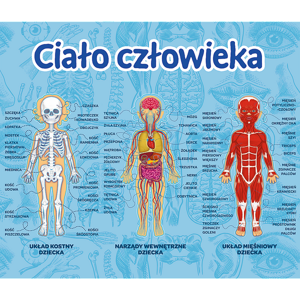 Gra dla dzieci Ciało człowieka Mistrz Wiedzy Trefl 01957