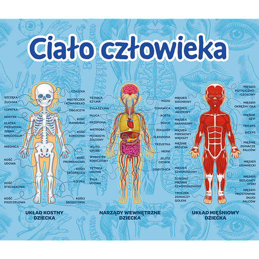 Gra dla dzieci Ciało człowieka Mistrz Wiedzy Trefl 01957