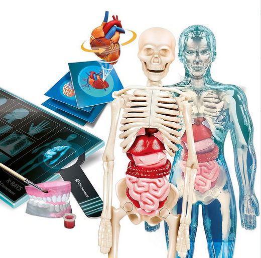 Naukowa Zabawa Super Anatomia Język Polski Clementoni 50919