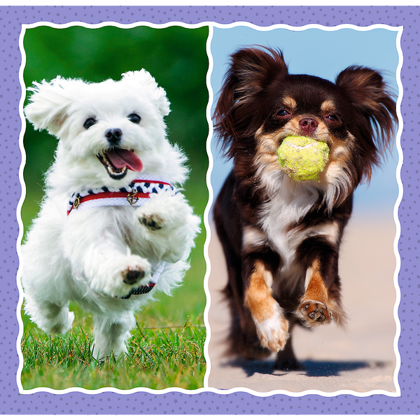 Puzzle - 3w1 (20, 36, 50) - Urocze pieski - Trefl 34854